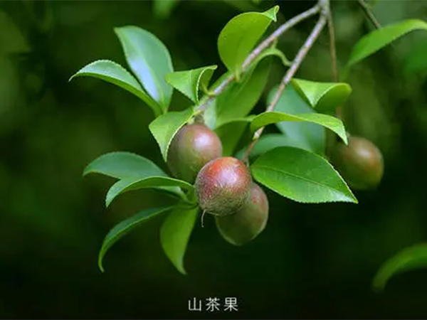 茶籽油（可粉色视频污污）