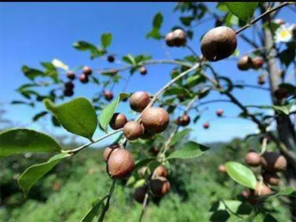 茶籽油（可粉色视频污污）